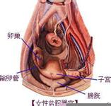 盆腔炎对女性到底有什么样的影响呢?